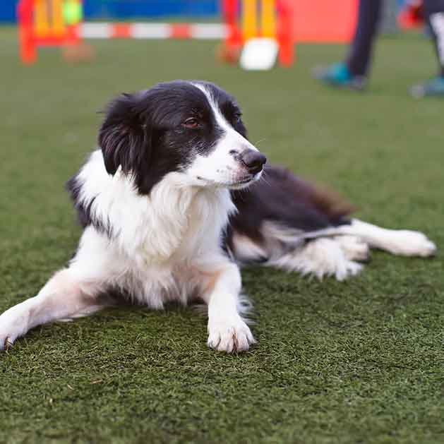 Gramas artificiais pets 01