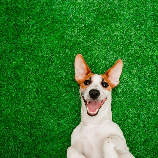 Gramas artificiais pets 78301